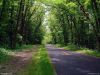 /album/kepgaleria/florida-forest-road-jpg/