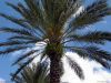 /album/kepgaleria/florida-palm-tree-jpg/