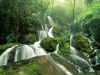 /album/kepgaleria/forestfall-jpg/