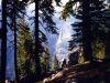/album/kepgaleria/forrest-01-jpg/