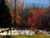 /album/kepgaleria/forrest-03-jpg/