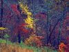 /album/kepgaleria/forrest-04-jpg/