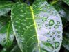 /album/kepgaleria/laureldroplets-jpg/