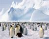 /album/kepgaleria/penguins-jpg/